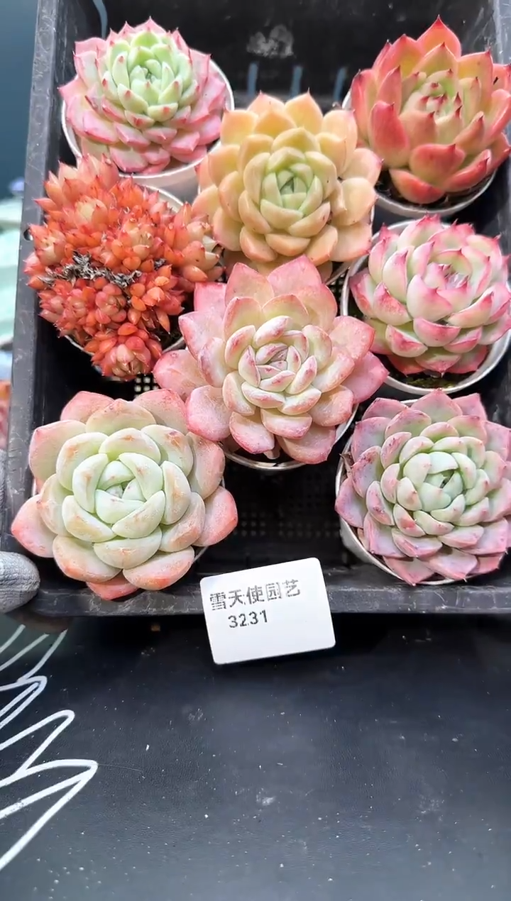 3  231  多肉8   颗