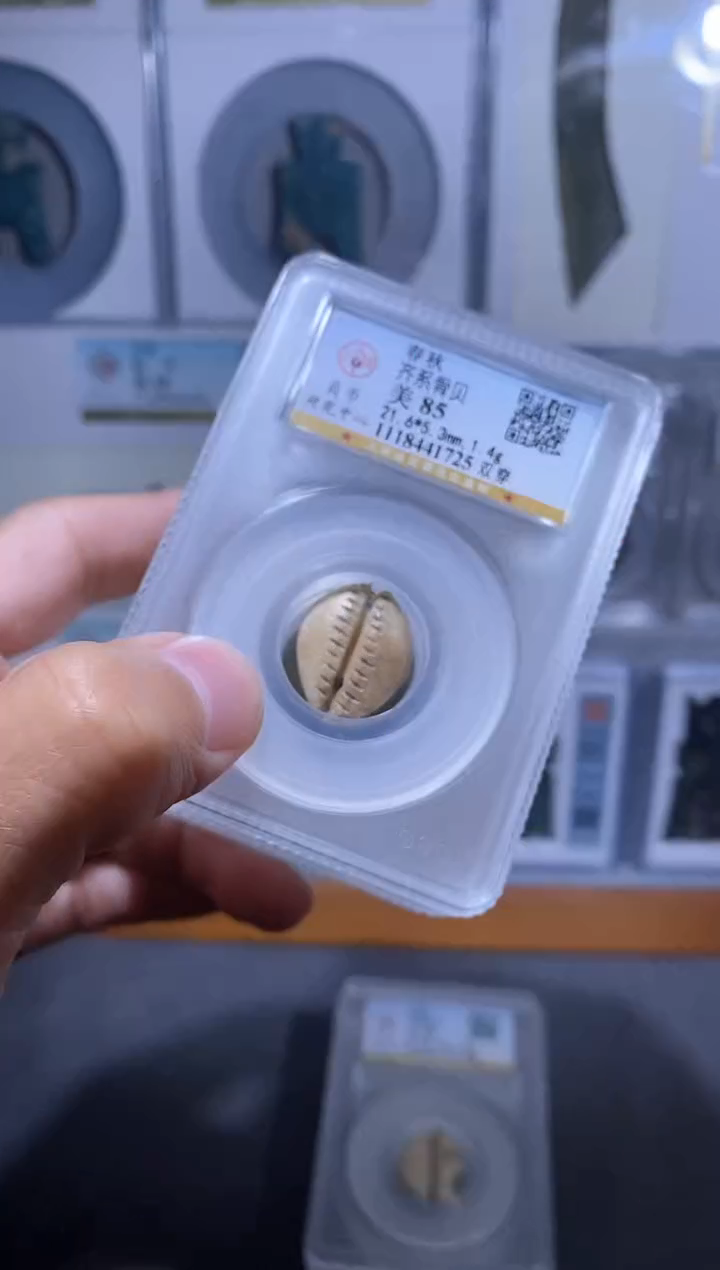 【闪购商品】金品泉 齐系骨贝币一枚