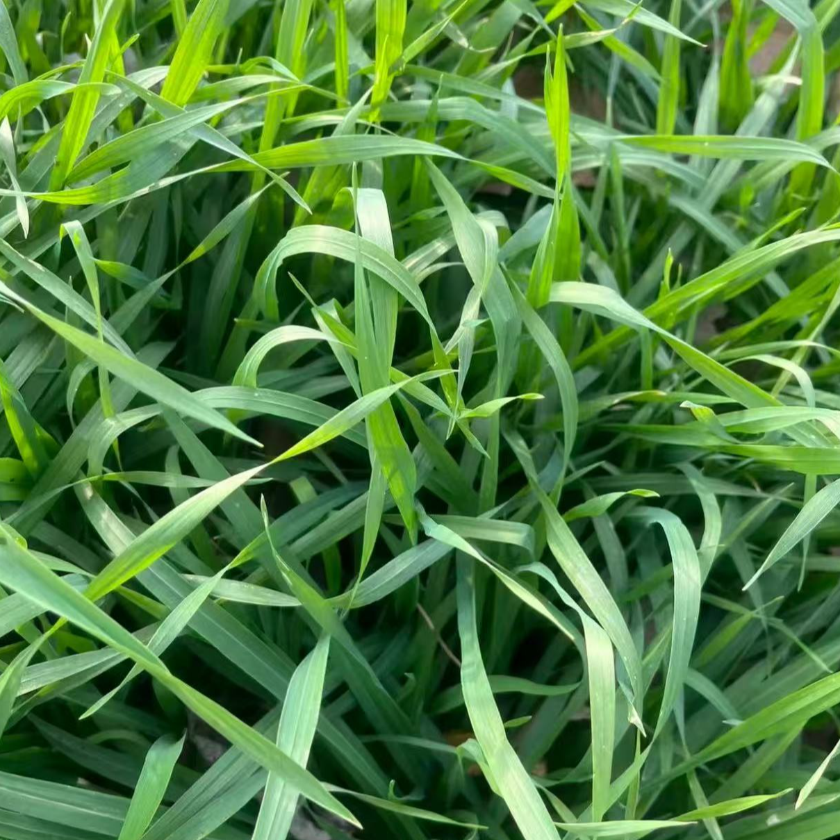 2025苏北新鲜小麦草现割现发宠物兔子荷兰猪豚鼠龙猫食物主食散装