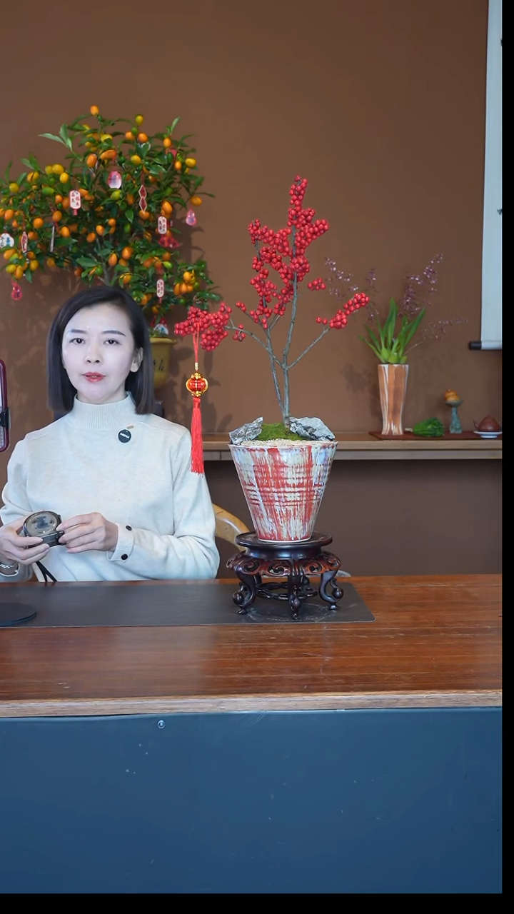 全部花朵冬青盆景盆景盆景