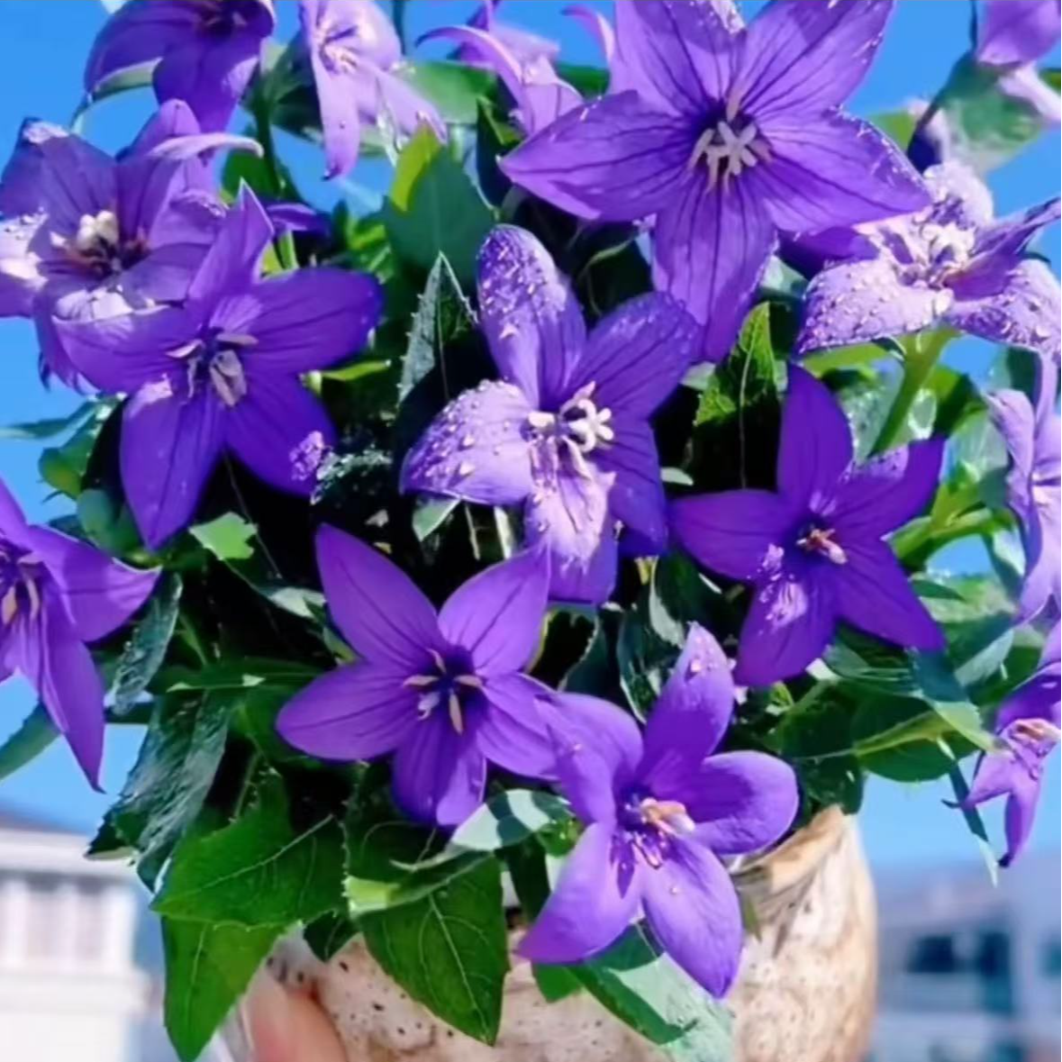 中华桔梗 蓝色四季开花阳台庭院好养美观客厅办公室爆花爱开花