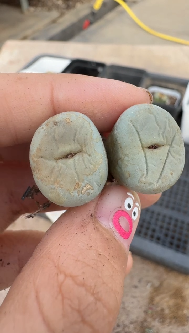 【闪购商品】16-136