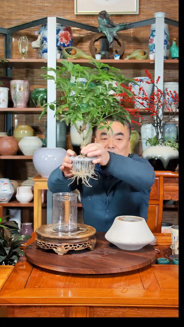 无花朵就**名水之韵水培鸭掌木不带瓶