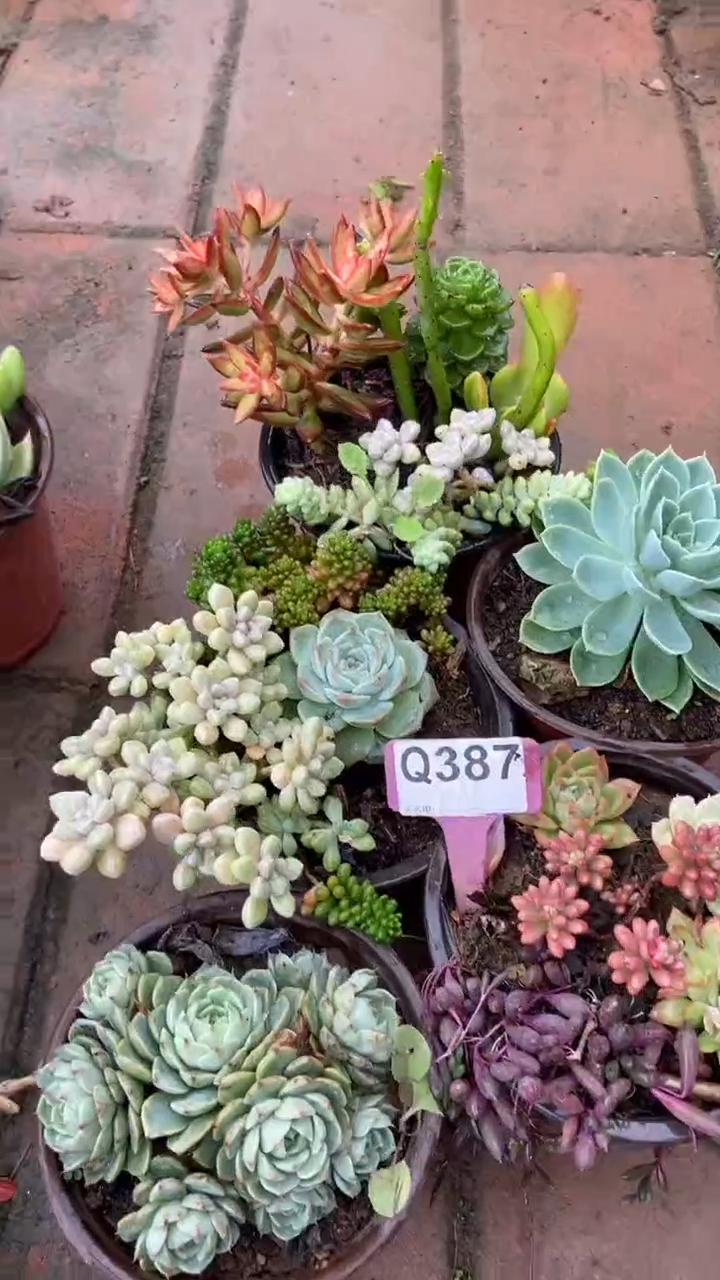 Q387多肉组合默认脱土发货