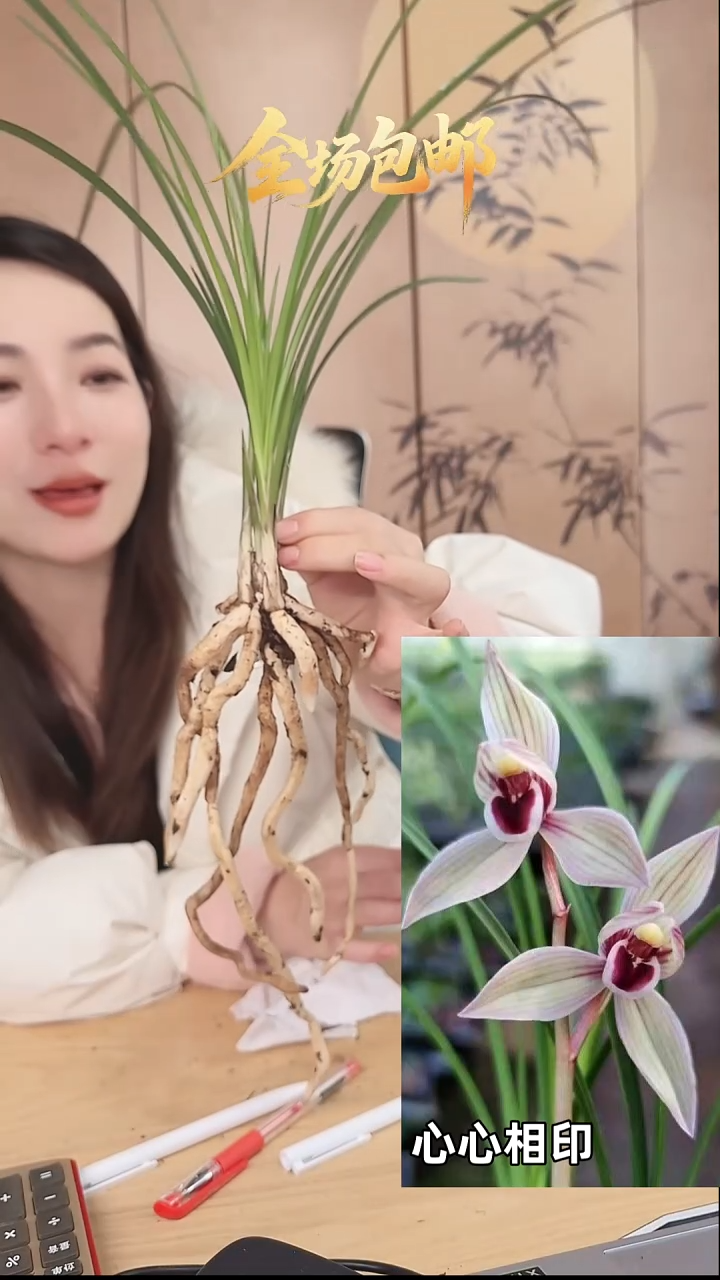 当前无花栽培后可以开花：心心相印