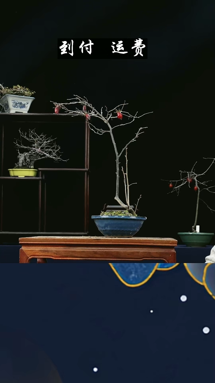 无花朵春***生669老鸦柿