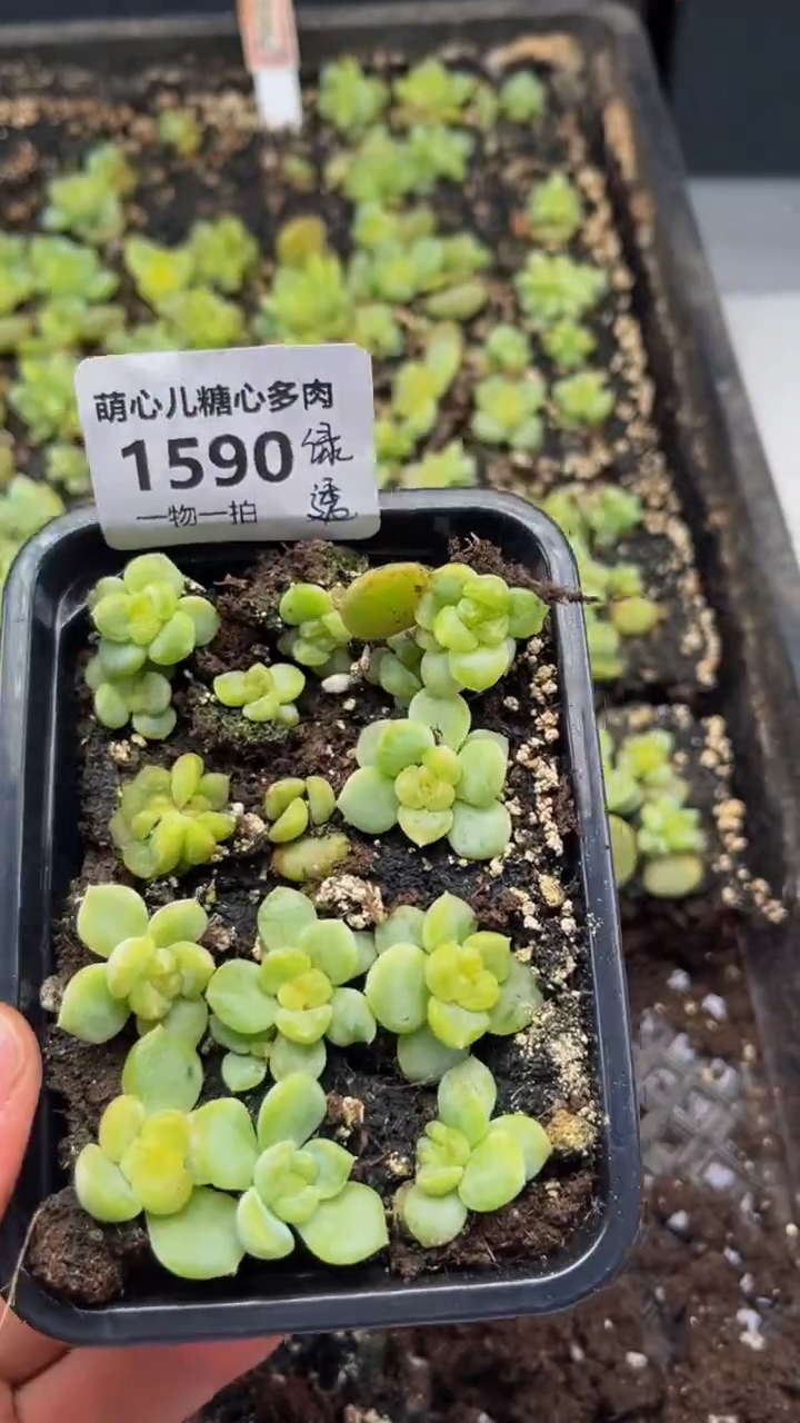 1590 绿透切糕量拍多肉植物