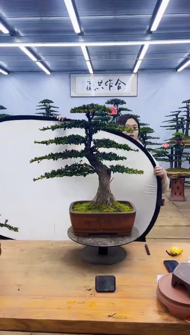 【闪购商品】高端盆景一物一拍，所见即所得