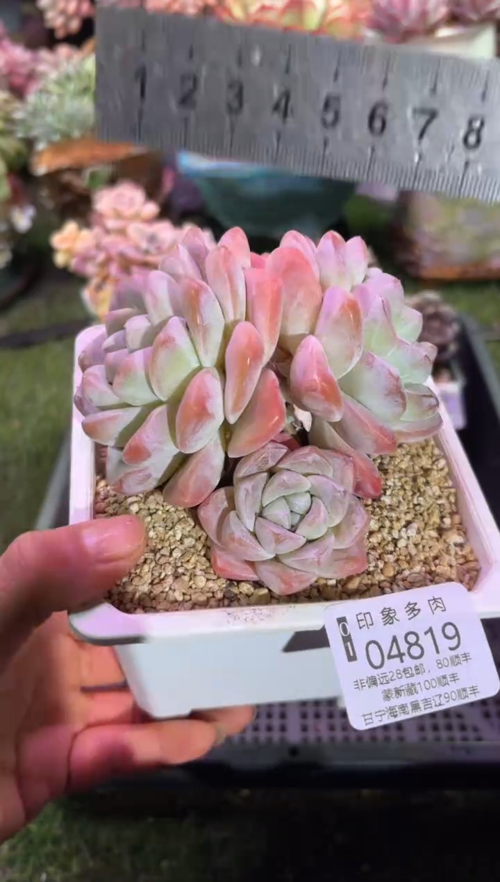 【闪购商品】04819