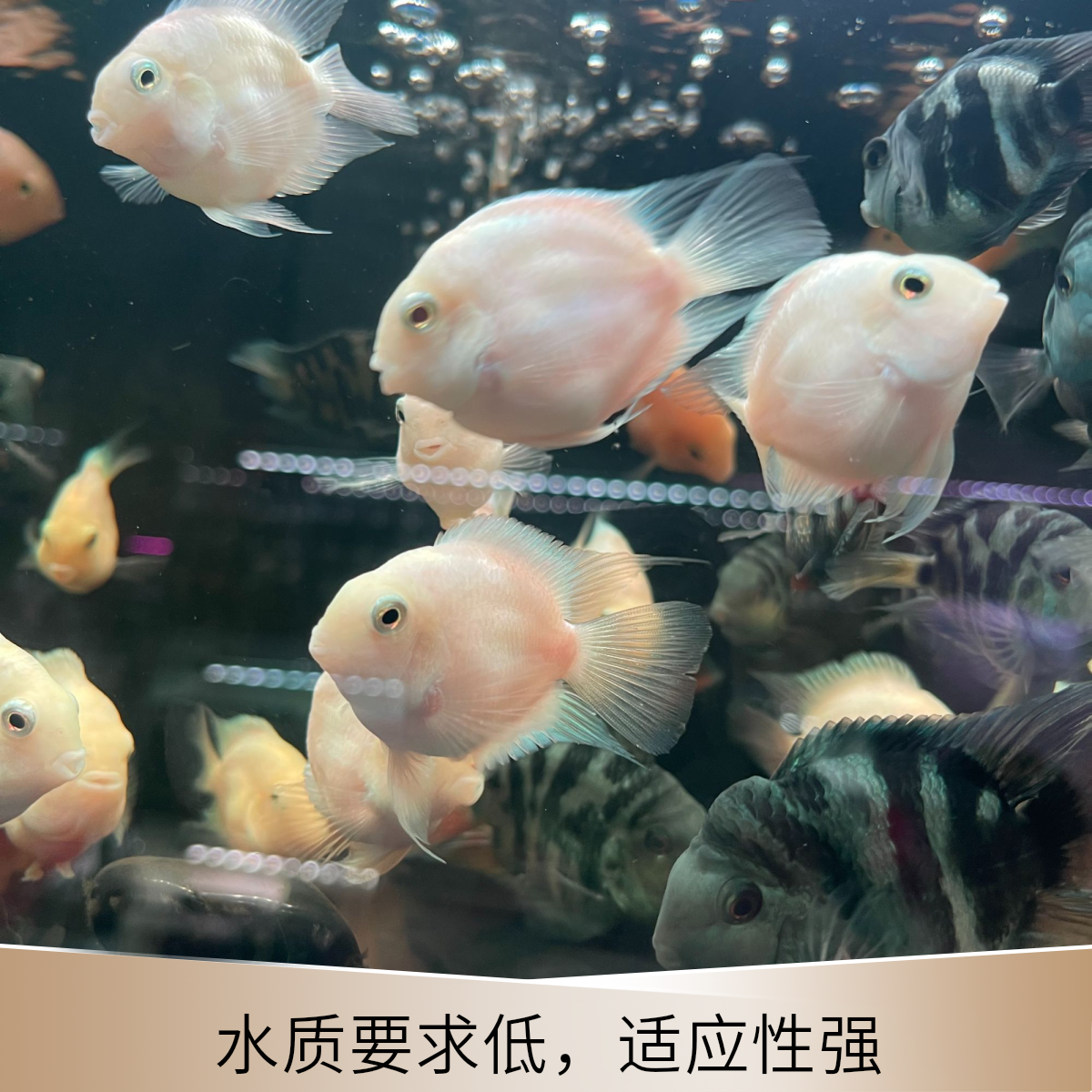 迷你鹦鹉鱼观赏鱼好养耐活草缸淡水鱼小型宠物鱼苗繁殖鱼热带鱼