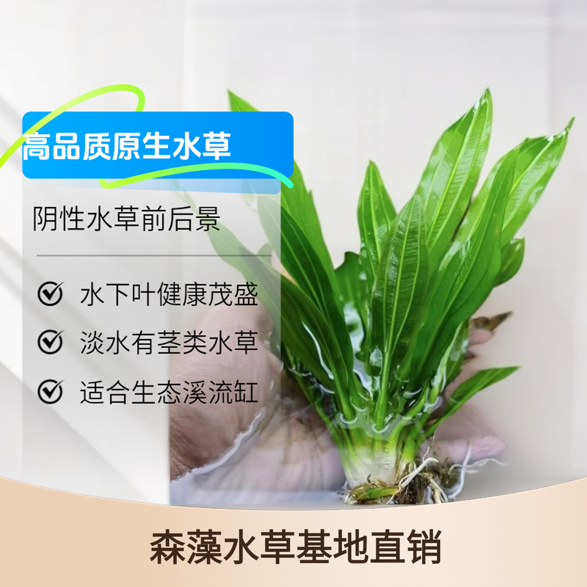 大水兰小水兰九冠水草原生鱼缸发黄缸阴性前后景高品质新手