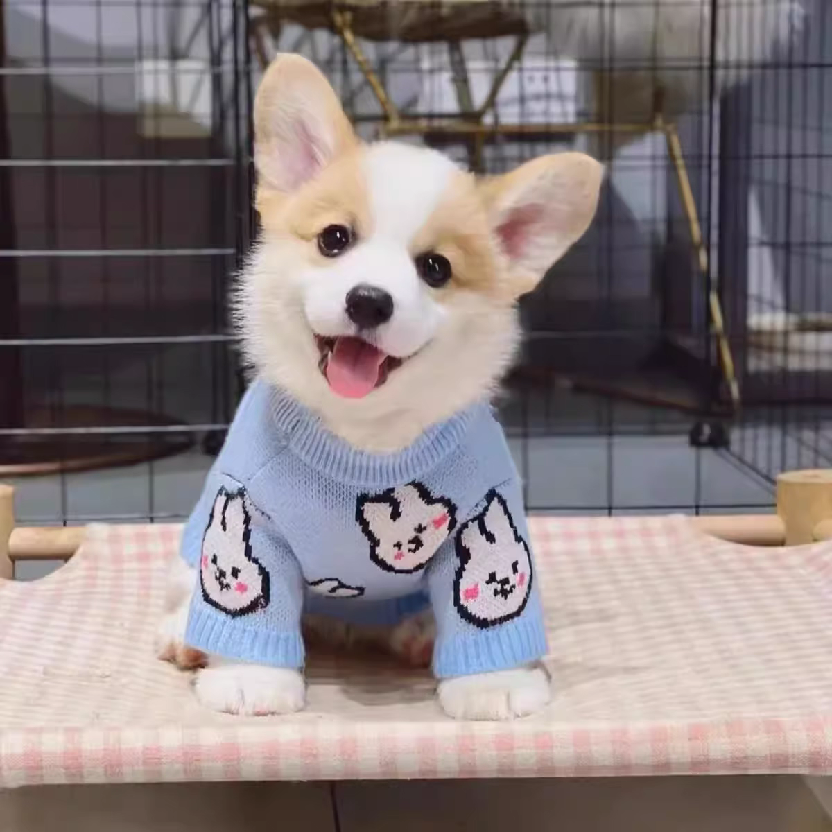 比熊博美柴犬活体狗狗饲养指南