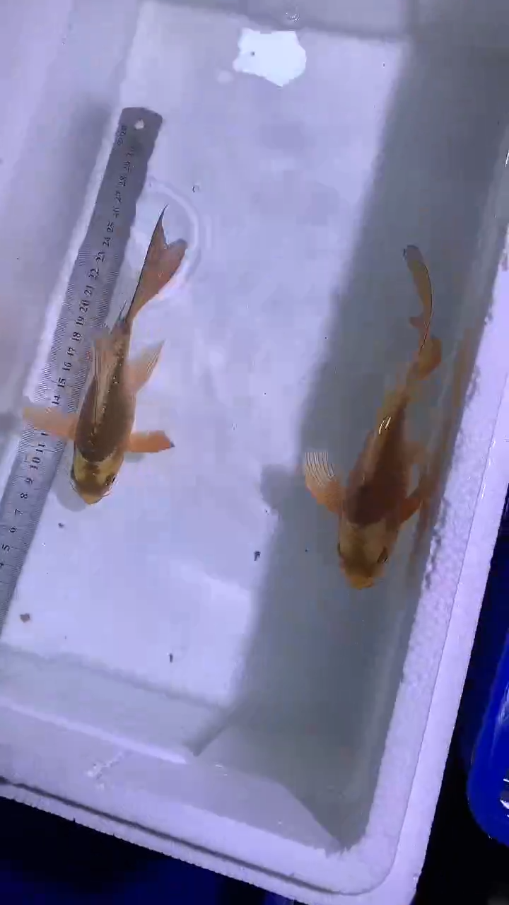 蝴蝶鲤鱼蝴蝶鲤直播选鱼专用链接 凭开箱视频售后