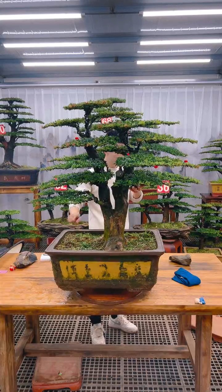 【闪购商品】紫砂精品盆景直播间一物一拍