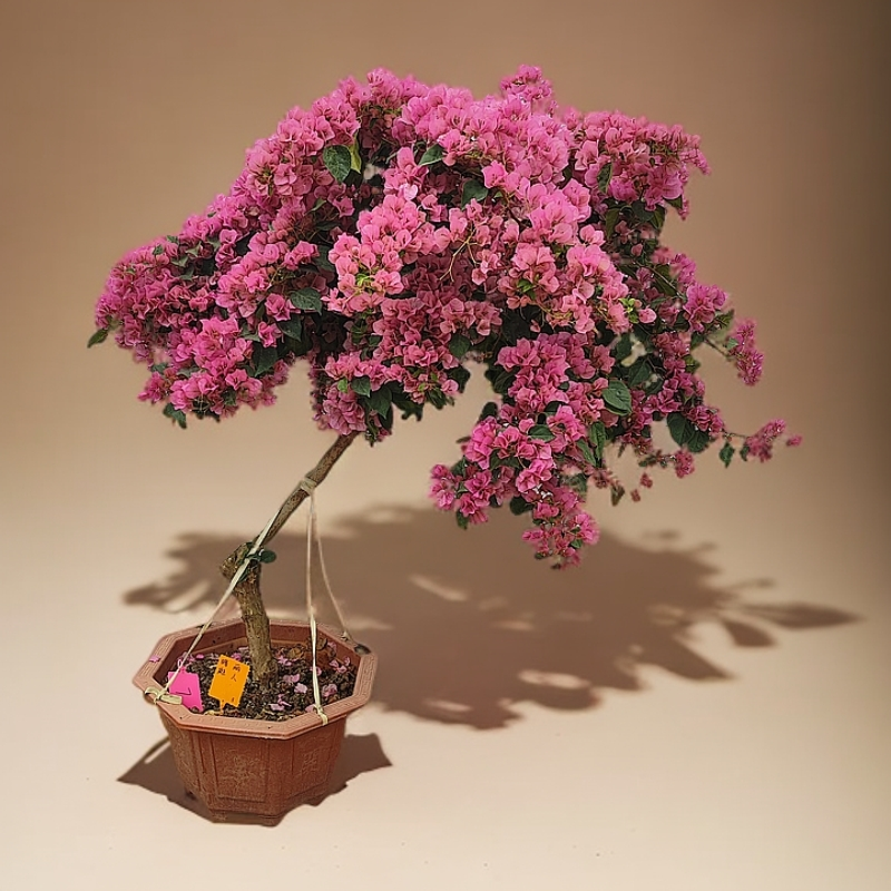 《三角梅》暗斑丽人