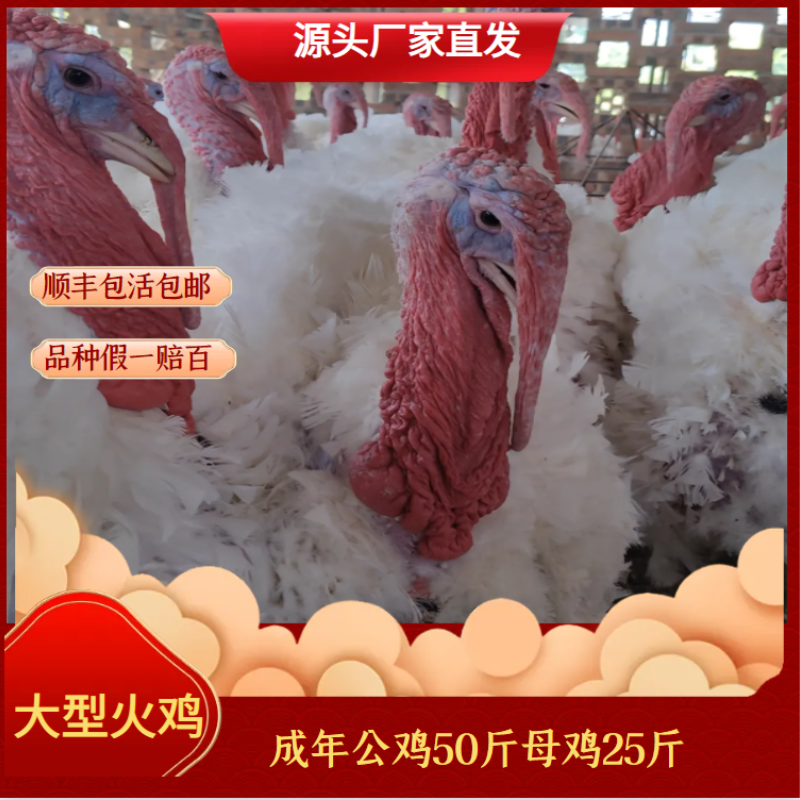 5斤规格 宠物鸡 大型火鸡 海布里德（成年公鸡50-55斤）