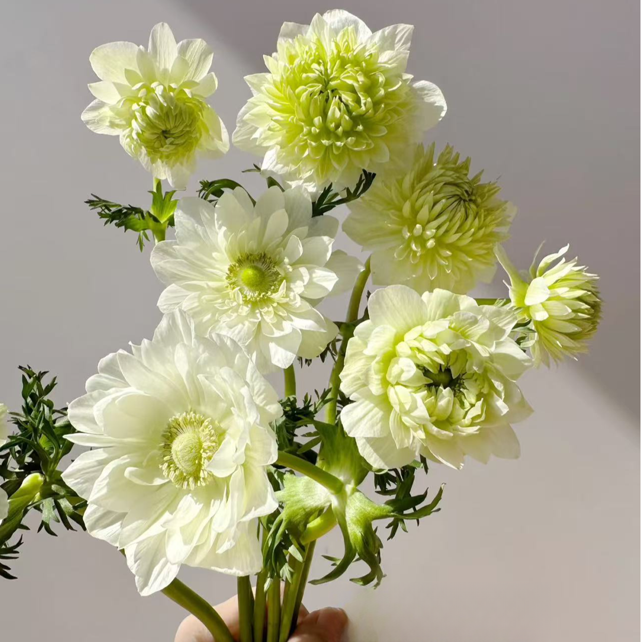 银莲花【雪精灵】盆栽庭院阳台多年生宿根花卉爆花机器