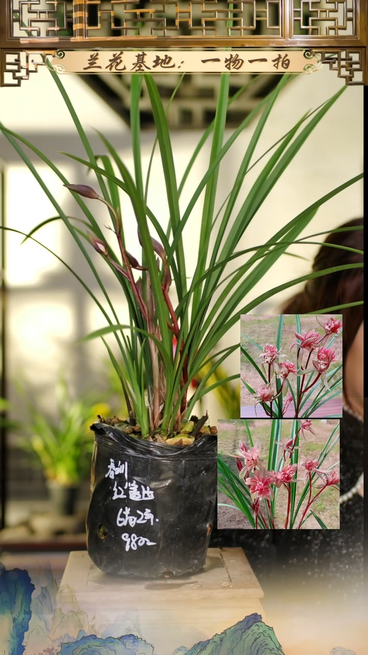 全部花苞春剑红盖世6苗4花苞