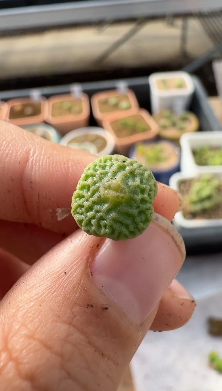 【闪购商品】2.5-128