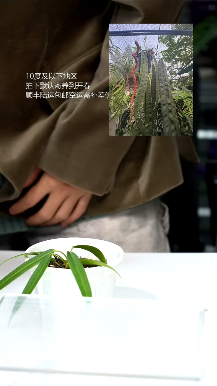 完全开放07-日本温蒂 01