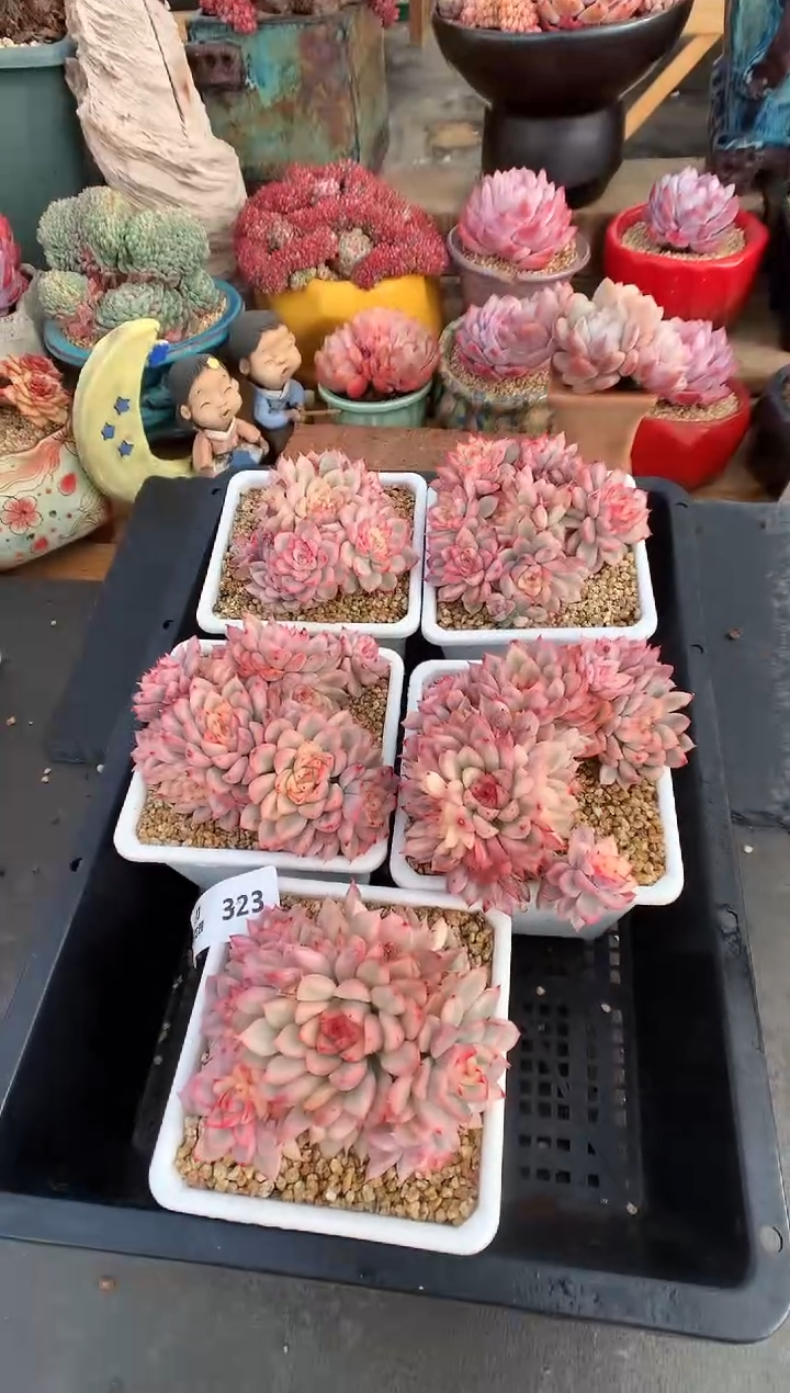【闪购商品】323女雏锦量拍