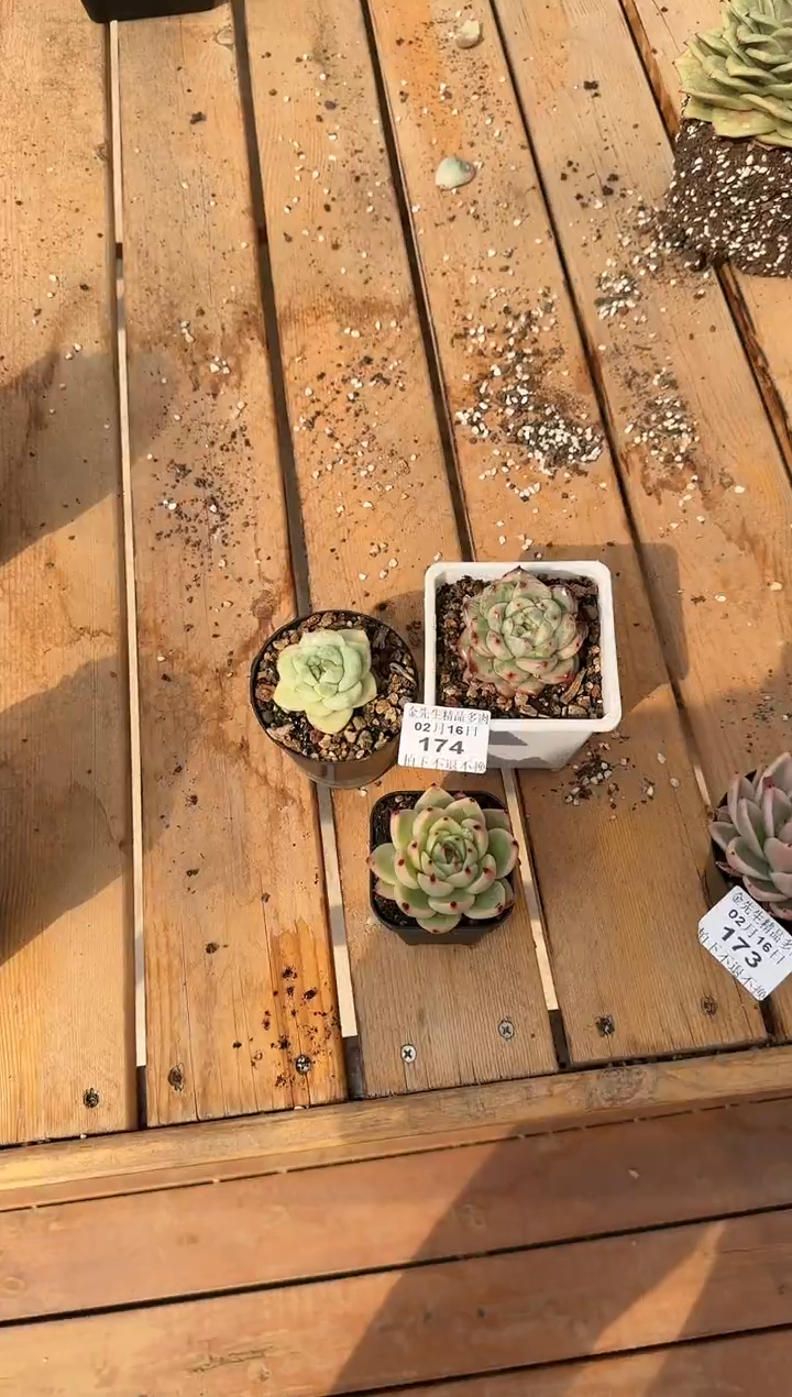 【闪购商品】0216-174多肉3颗（桫椤专拍）