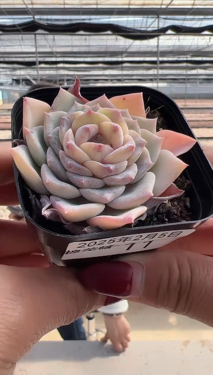 【闪购商品】棉花糖-11