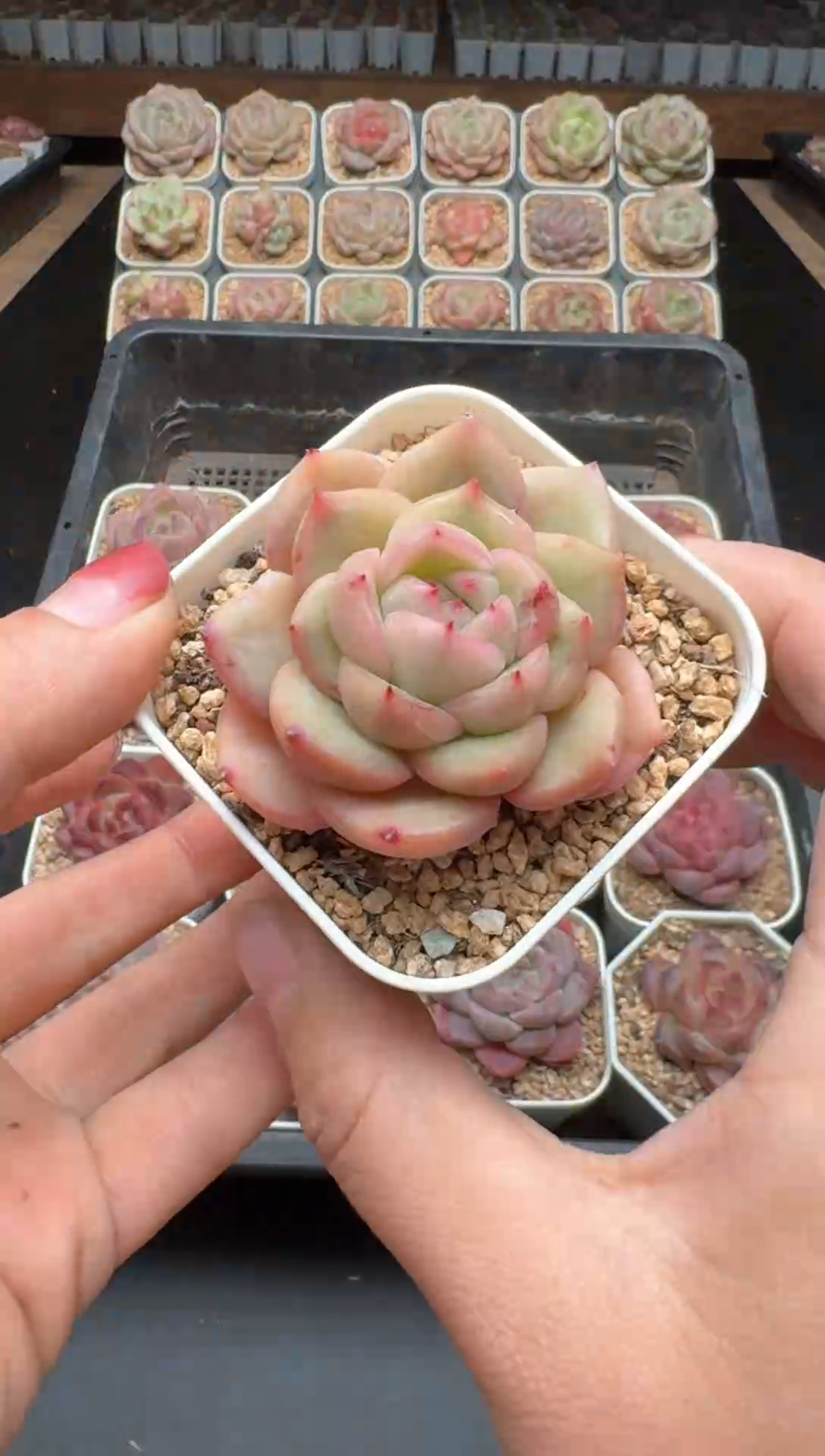 【闪购商品】383号一物一拍珍妮多肉花卉植物3颗起发