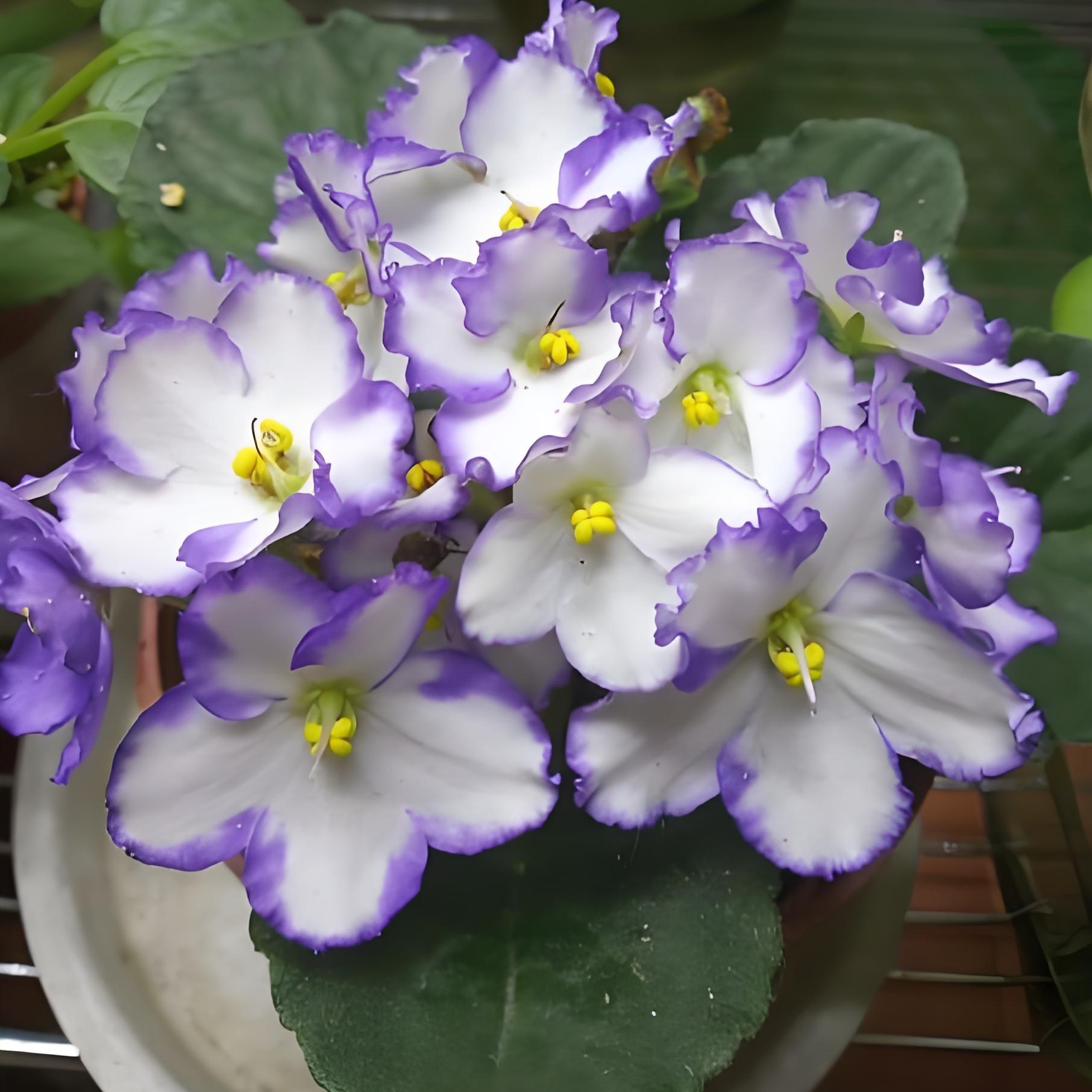 【非洲瑾紫罗兰】耐阴四季开花好养易活三角梅桂花天竺葵