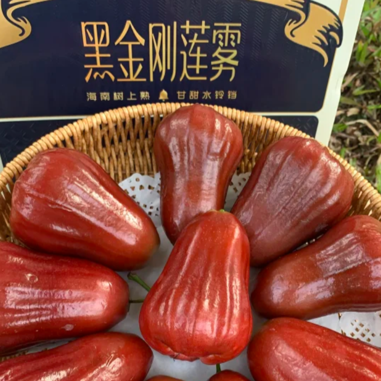 海南黑金刚3斤/装 顺丰包邮黑金刚莲雾海南省