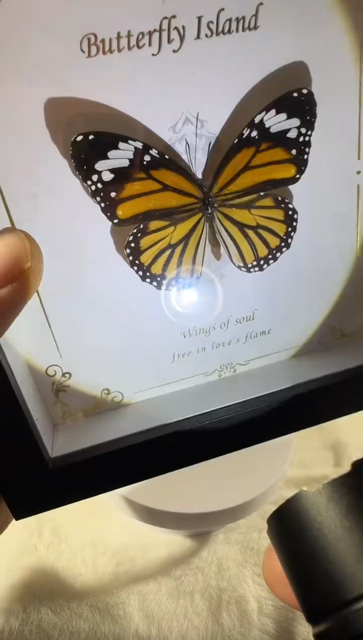 虎斑蝶              