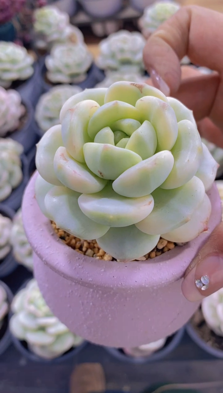 26- 香草锦（量拍）