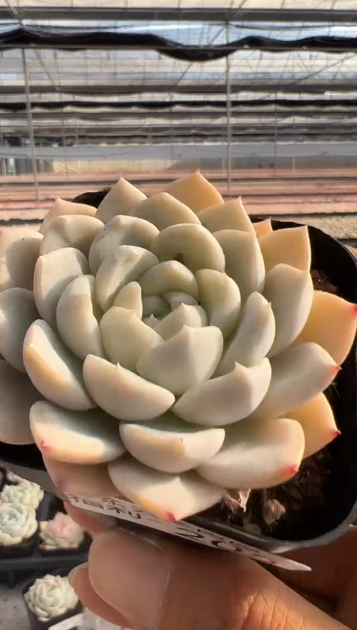 【闪购商品】福利款多肉-205