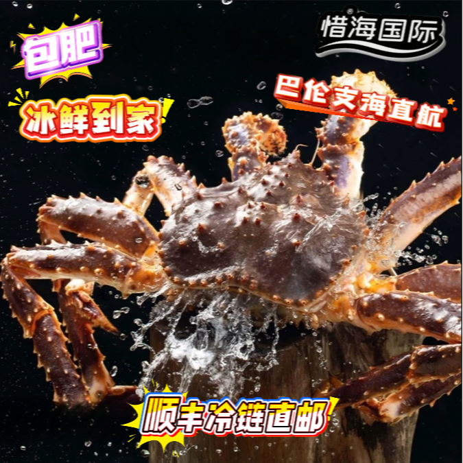 （断养睡着）俄罗斯巴伦支海冰鲜帝王蟹非冷冻特价帝王蟹
