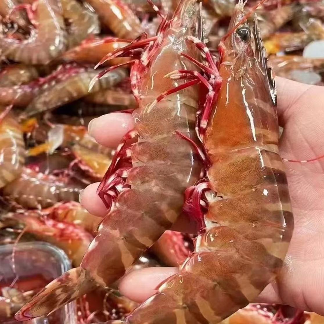 野生红爪虾  10-12条左右一斤 速冻锁鲜发货 陆