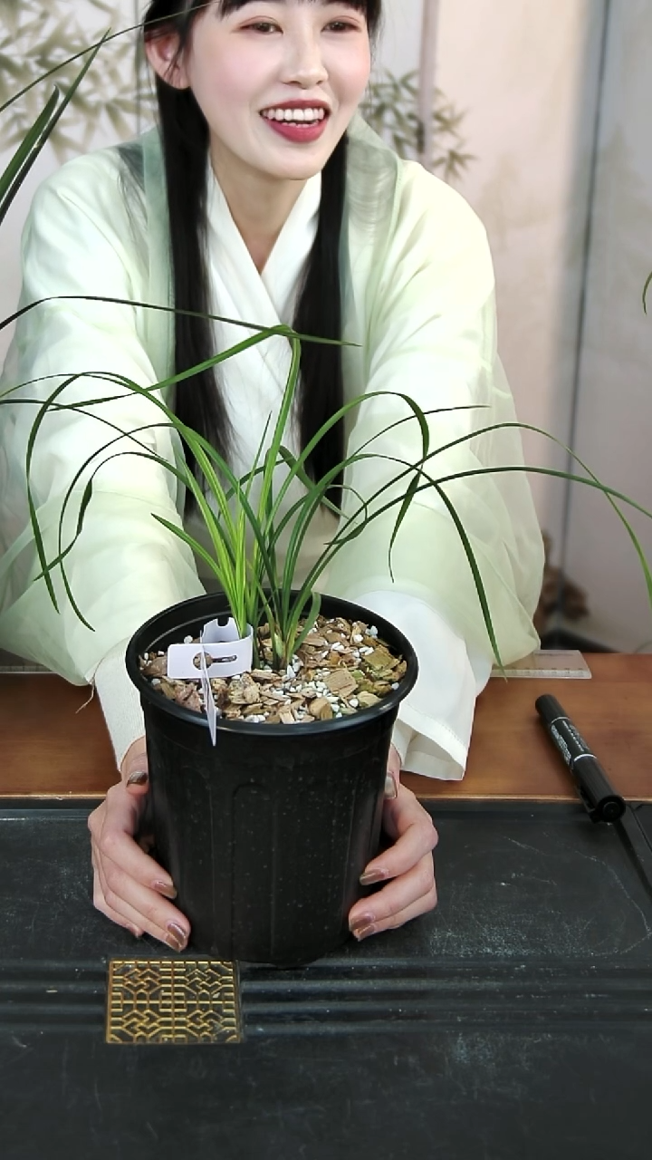 全部花苞二红素三苗带盆发直播间所见即所得