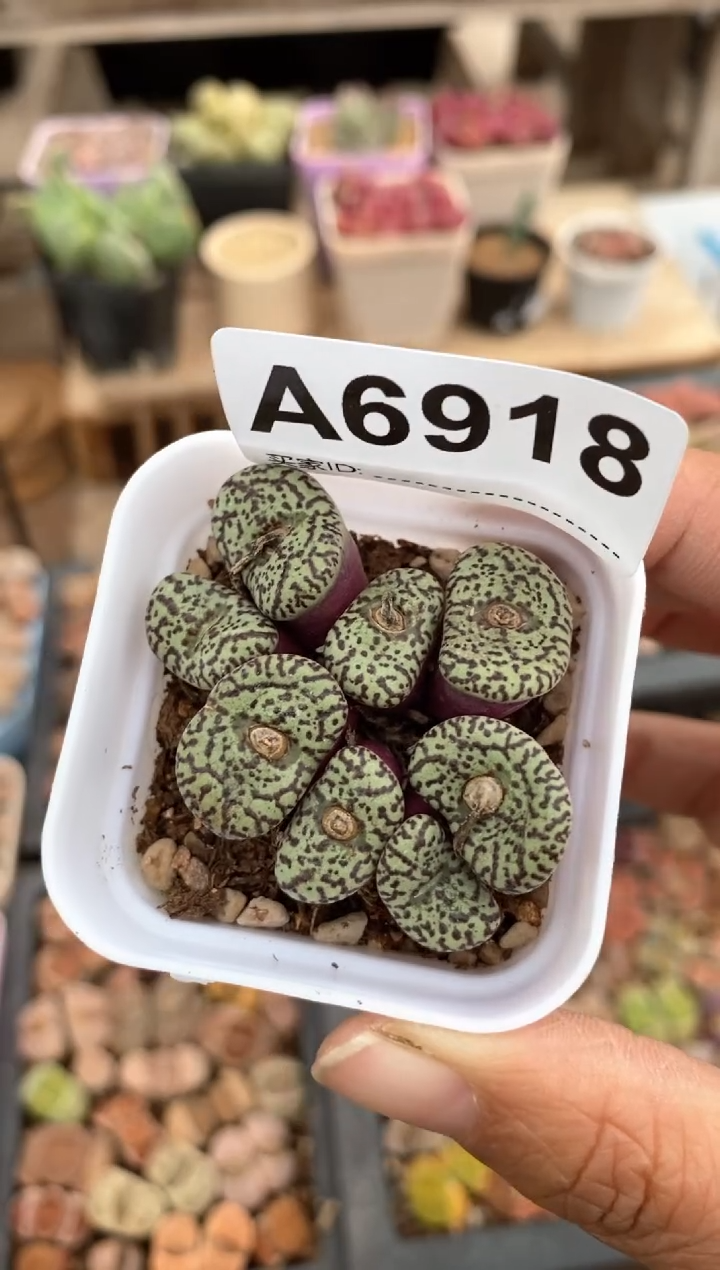 【闪购商品】6918直播一物一拍