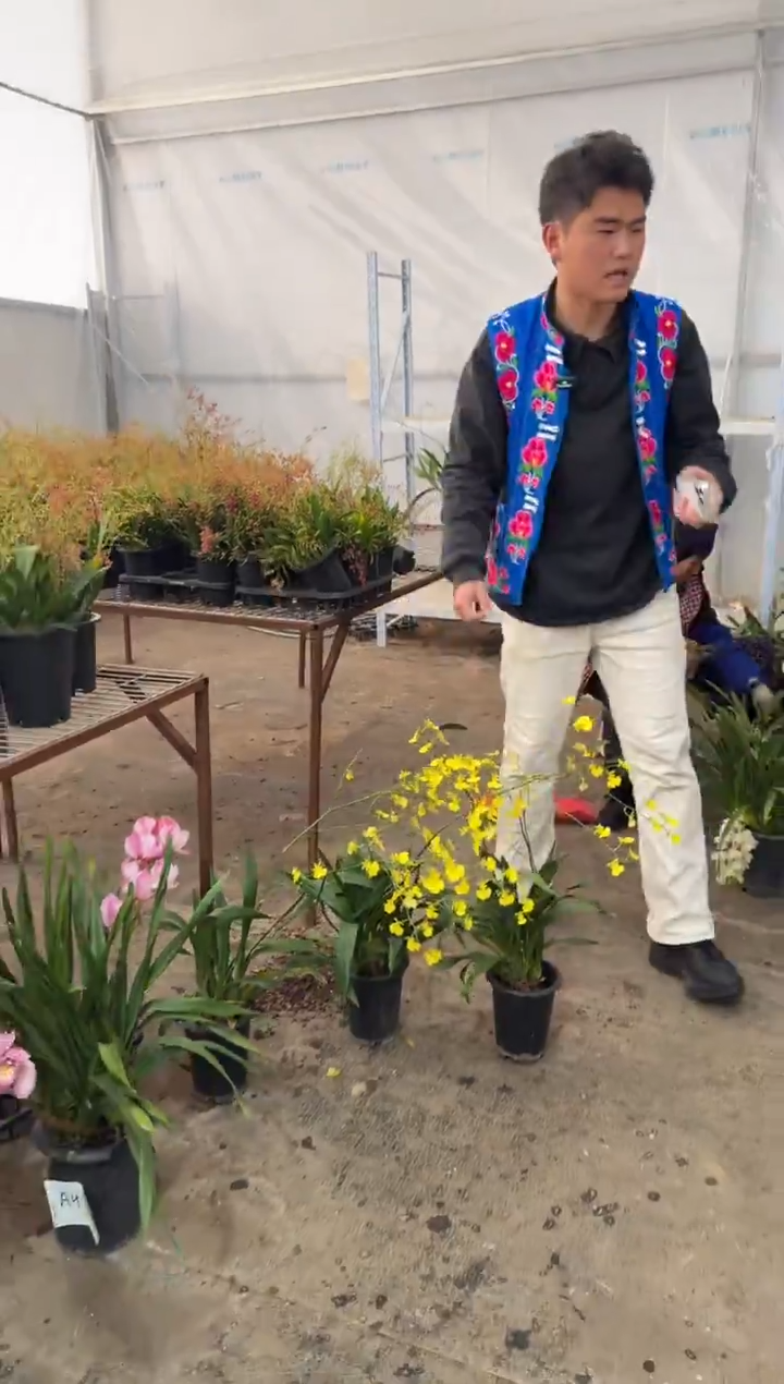 完全开放随****)柠檬心3颗一起