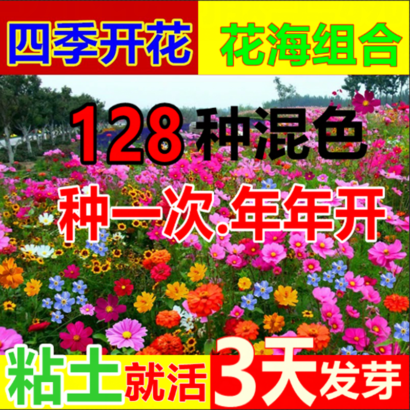 耐寒矮生野花组合花种子四季开花庭院室外阳台花籽子百日草波斯菊