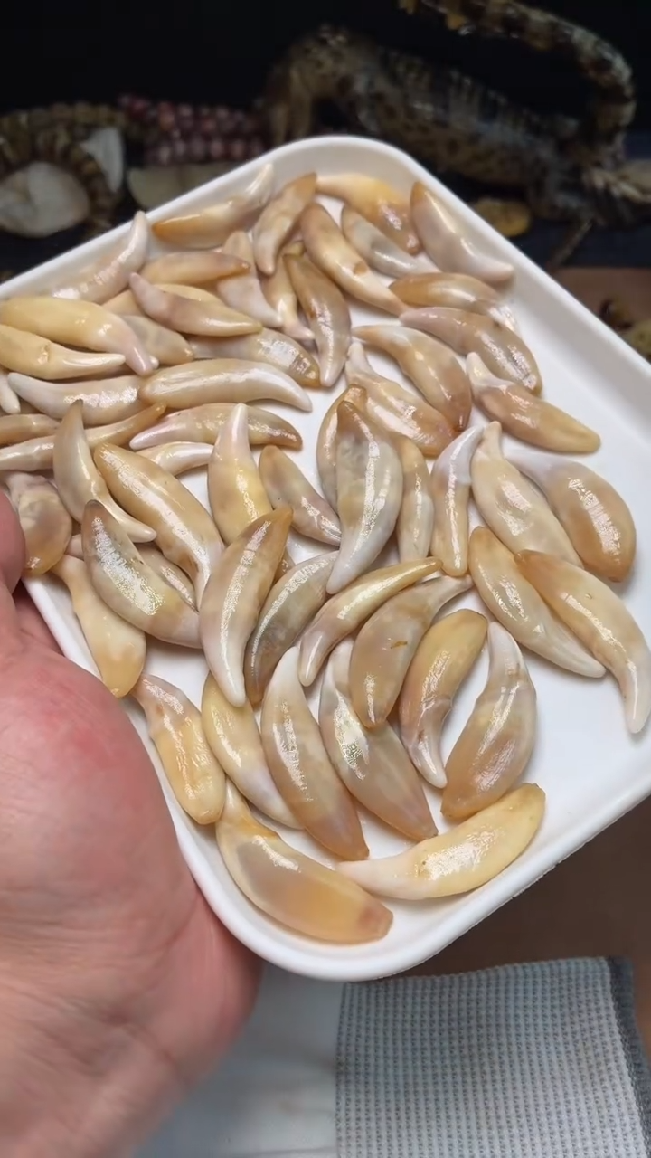 狗牙吊坠杂件043-狗牙吊坠