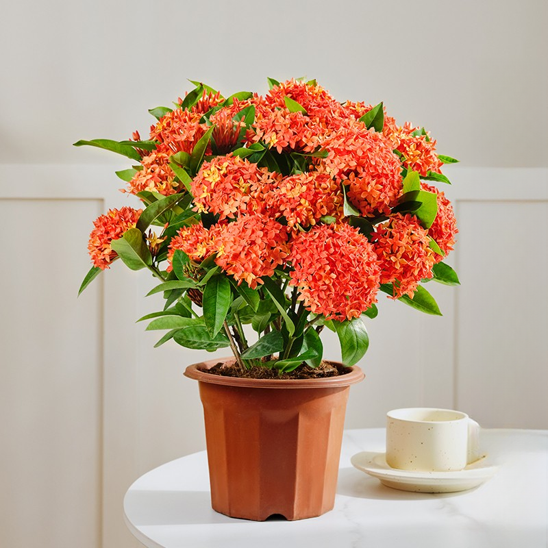 龙船花带花苞盆栽百日红老桩大苗绣球阳台庭院户外景观植物