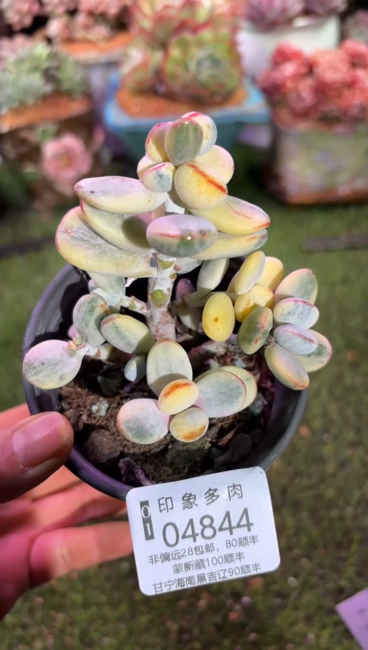 【闪购商品】04844