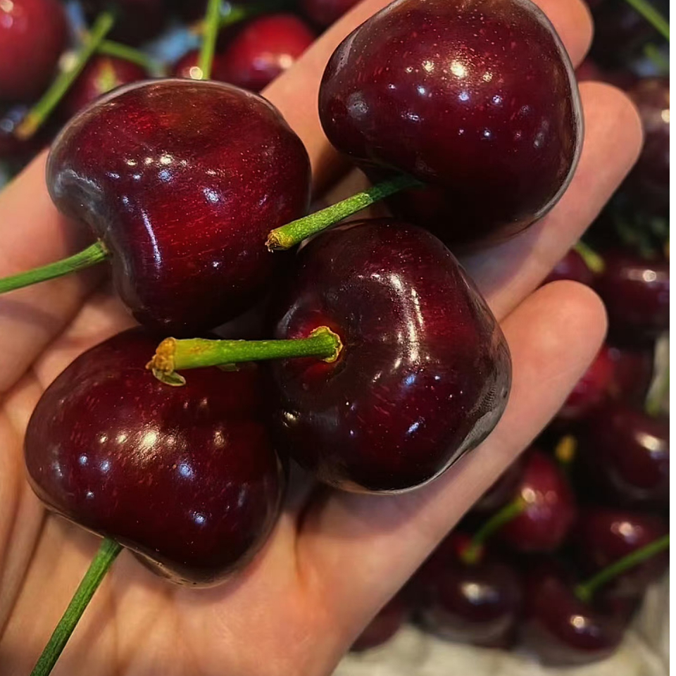 原箱5斤进口智利车厘子3J海运当季新鲜水果多汁鲜嫩内附果径卡桑提娜樱桃JJJ品牌波板桑提娜樱桃智利共和国