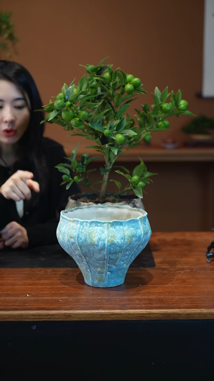 全部花朵脆皮金橘盆景盆景盆景