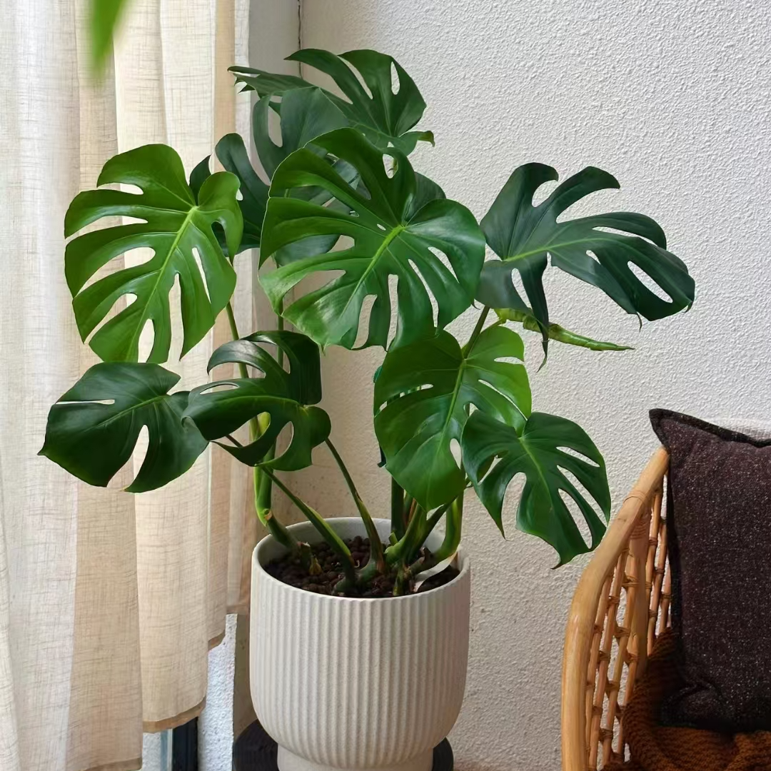 龟背竹盆栽绿植多年生室内高端盆景观叶绿植易养护花卉绿植盆栽