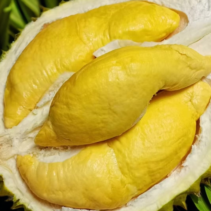 （海吉星）新品种 干尧鲜榴莲1.5斤 核小干包黄肉干尧越南