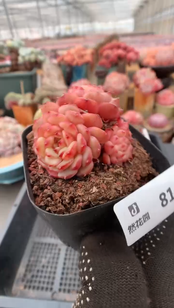 【闪购商品】816白胖一物一拍