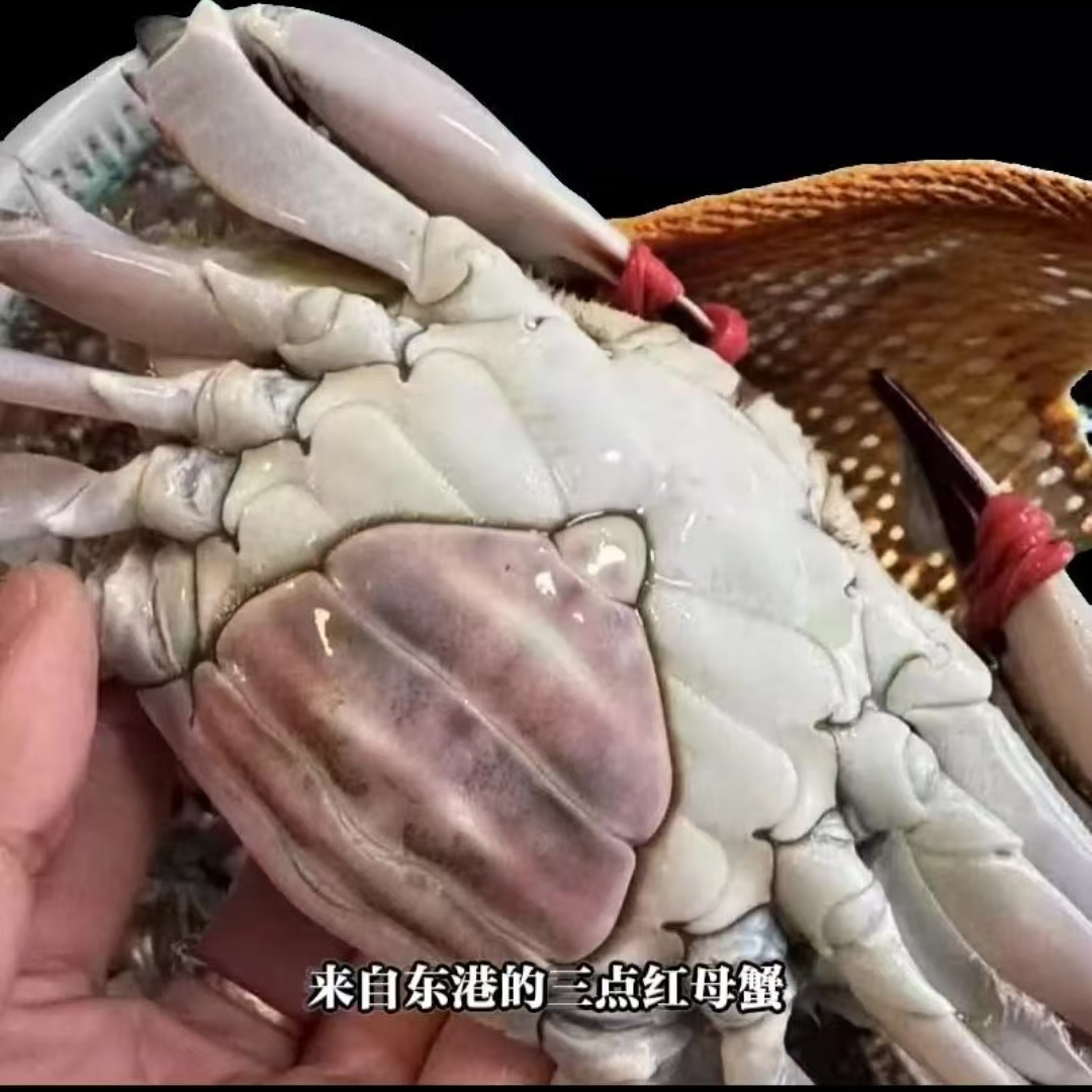 特大三点黄母蟹2斤 【保鲜不保活】3.8-5两左右/只嫌小缺腿怕冻勿拍