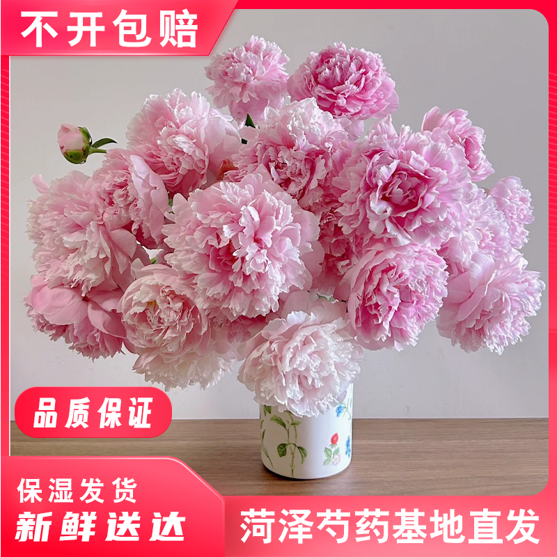 【现货现发】菏泽芍药鲜切花精品重瓣鲜花水插花阳台绿植基地直发