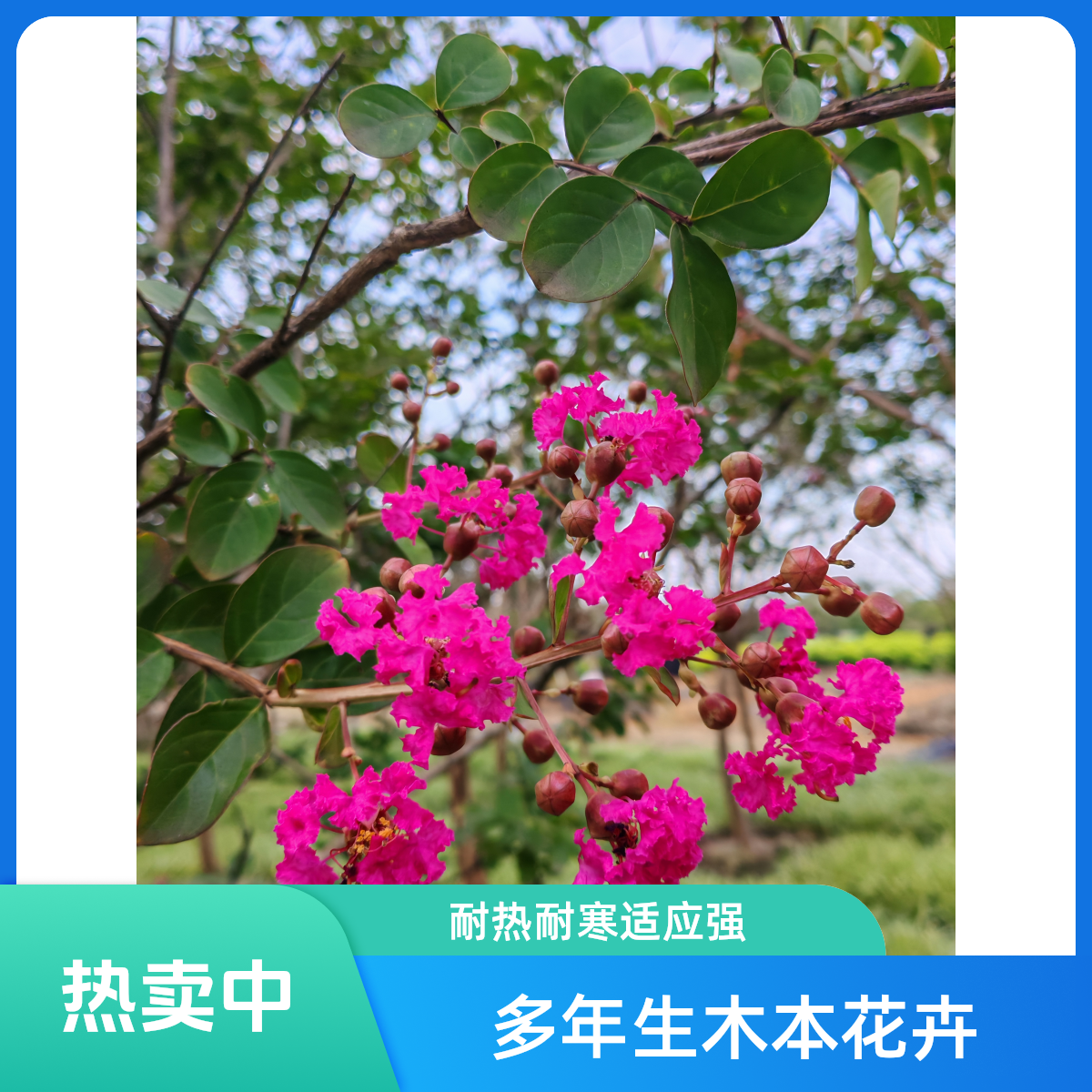紫薇花盆栽多年生木本花卉耐热耐寒适合庭院种植